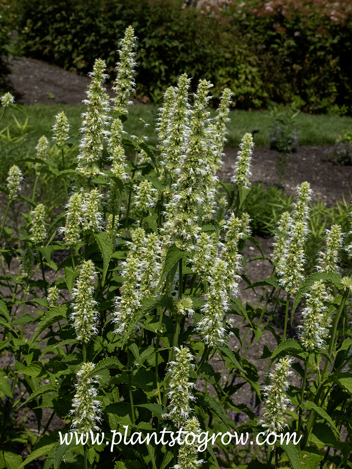 White Anise Hyssop (Agastache foeniculum Alba)
All pictures taken mid to late June.